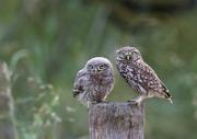 Steinkauz - Little Owl (Athene noctua)